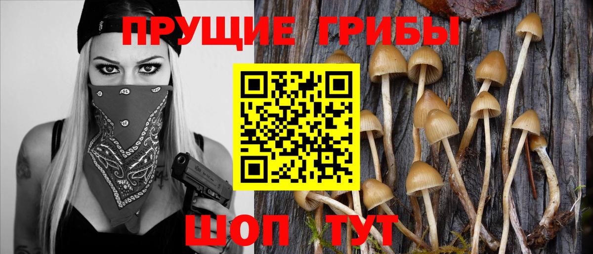 Псилоцибиновые грибы Psilocybe  Галлюциногенные грибы прущие грибы  Заинск 