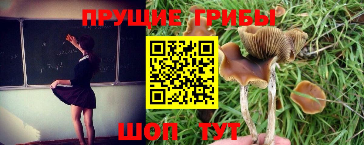 Псилоцибиновые грибы Psilocybe  Вход с VPN  Заинск  Псилоцибиновые грибы Cubensis 